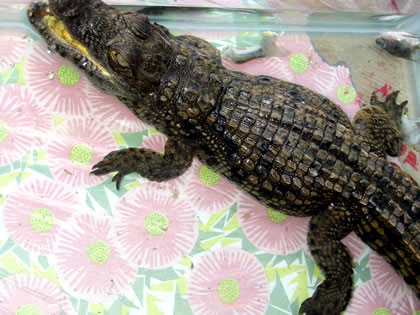 Krokodil im Aquarium
