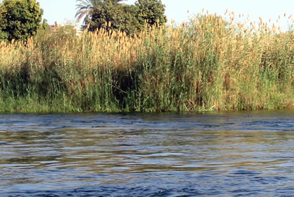 Weiden am Ufer
